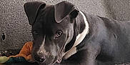 Maggie is registered to the contest to win money with this photo: animal, black_dog, canine, comfort, companion, couch, cozy, curious, cute, dog, domestic, furniture, home, indoor, laying_down, pet, plush_toy, relaxed, resting, white_markings
