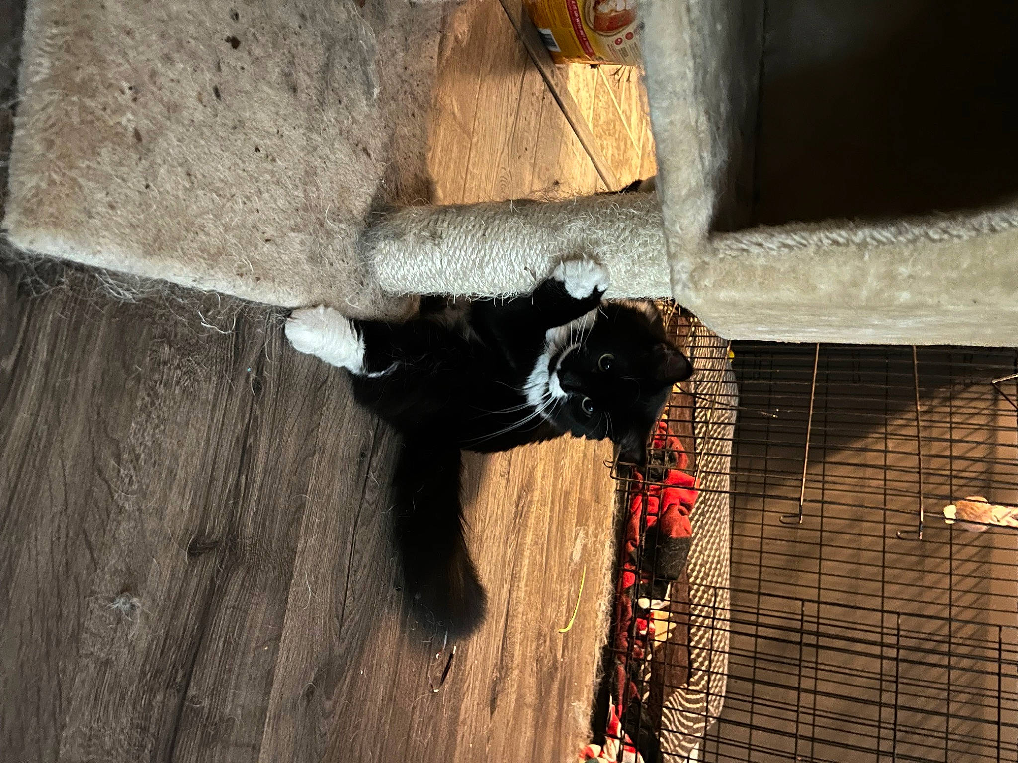 Juice is registered to the contest to win money with this photo: brick, brickwork, carmine, concrete, facade, felidae, flooring, fur, hardwood, pattern, room, rope, shadow, tints_and_shades, visual_arts, water, window, wood