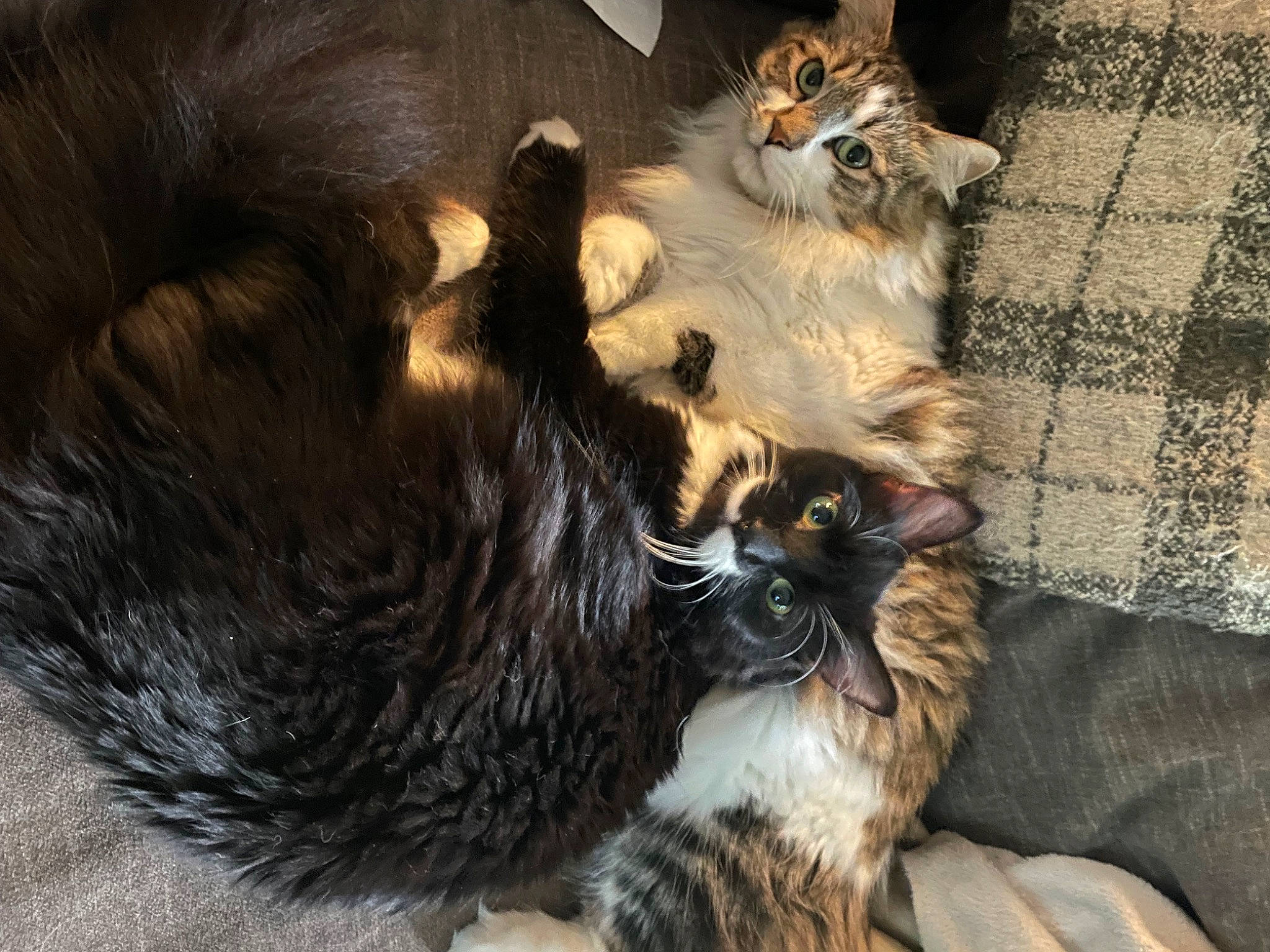 Juice is registered to the contest to win money with this photo: carnivore, cat, claw, comfort, companion_dog, dog_breed, fawn, felidae, fur, natural_material, paw, small_to_medium_sized_cats, snout, tail, terrestrial_animal, whiskers