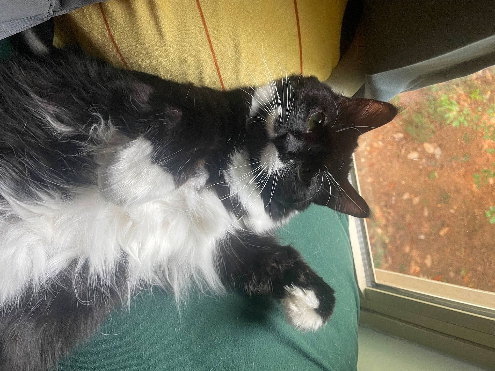 Juice joined the competition — help win amazing prizes! carnivore, cat, claw, comfort, dog_breed, domestic_short_haired_cat, felidae, foot, fur, paw, small_to_medium_sized_cats, snout, sporting_group, tail, terrestrial_animal, tints_and_shades, whiskers, window