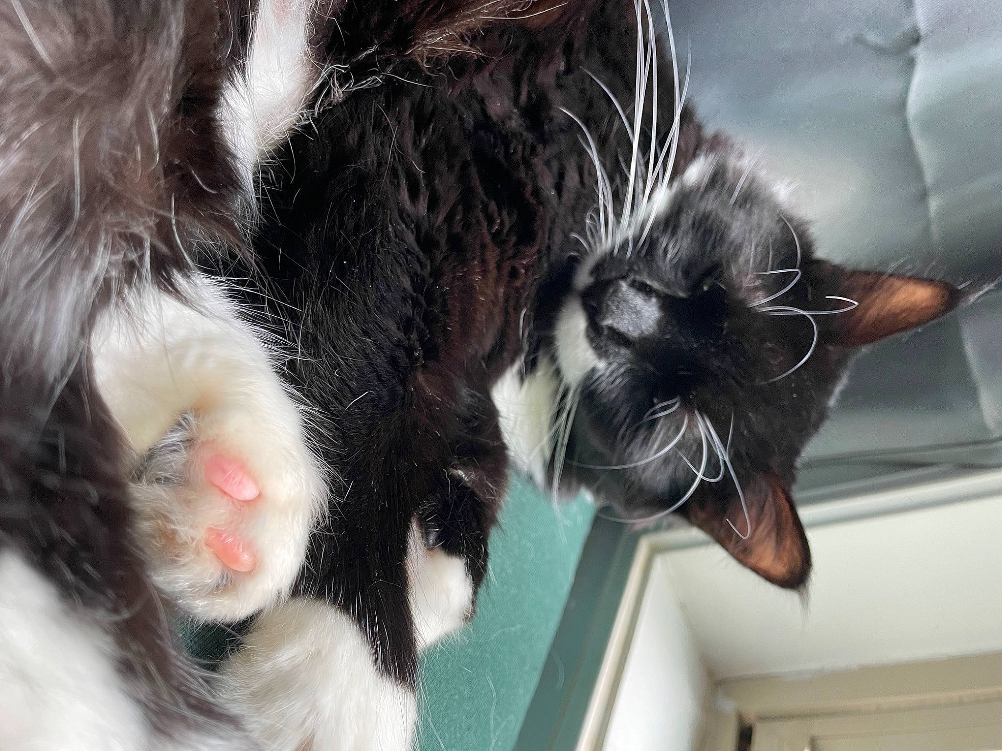 Juice joined the competition — help win amazing prizes! carnivore, cat, claw, comfort, domestic_short_haired_cat, ear, felidae, fur, gesture, paw, small_to_medium_sized_cats, snout, tail, terrestrial_animal, whiskers