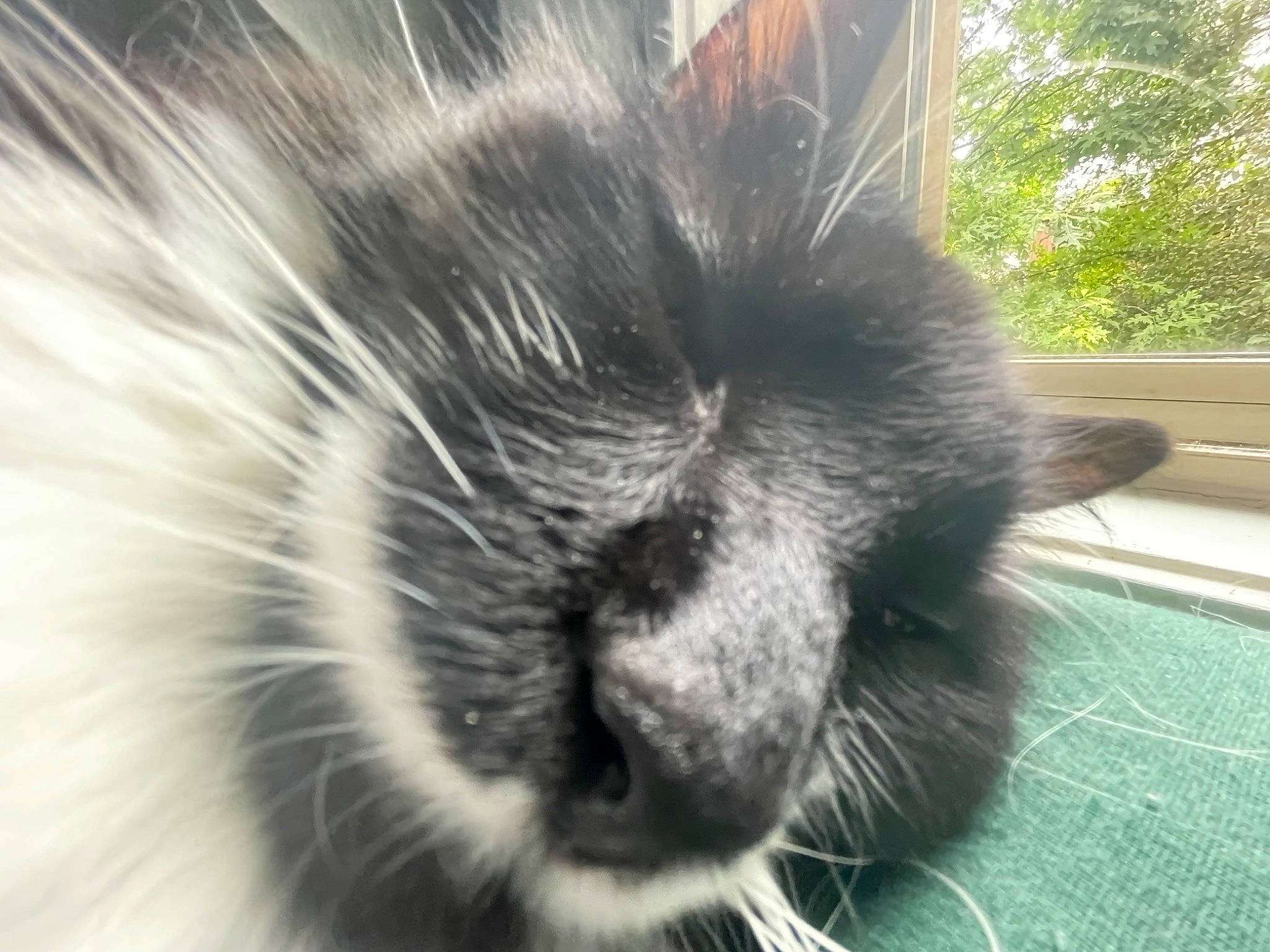 Juice joined the competition — help win amazing prizes! black_cat, carnivore, cat, claw, dog_breed, domestic_short_haired_cat, felidae, fur, small_to_medium_sized_cats, snout, tail, terrestrial_animal, whiskers