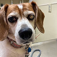 Gracie is registered to the contest to win money with this photo: accessories, animal, beagle, bodypart, canine, cockerspaniel, collar, doctor, dog, hound, indoors, interiordesign, leash, mouth, person, pet, puppy, snout, strap, veterinarian