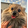 dog, small_dog, fluffy, long_hair, brown_fur, tan_fur, face, eyes, nose, tongue, open_mouth, happy, cute, pet, animal, close_up, portrait, outdoor, sky, building