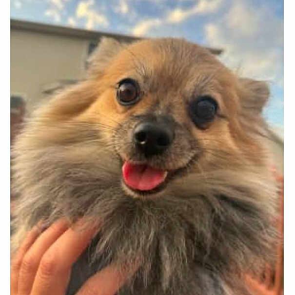 Max joined the competition — help win amazing prizes! dog, small_dog, fluffy, long_hair, brown_fur, tan_fur, face, eyes, nose, tongue, open_mouth, happy, cute, pet, animal, close_up, portrait, outdoor, sky, building