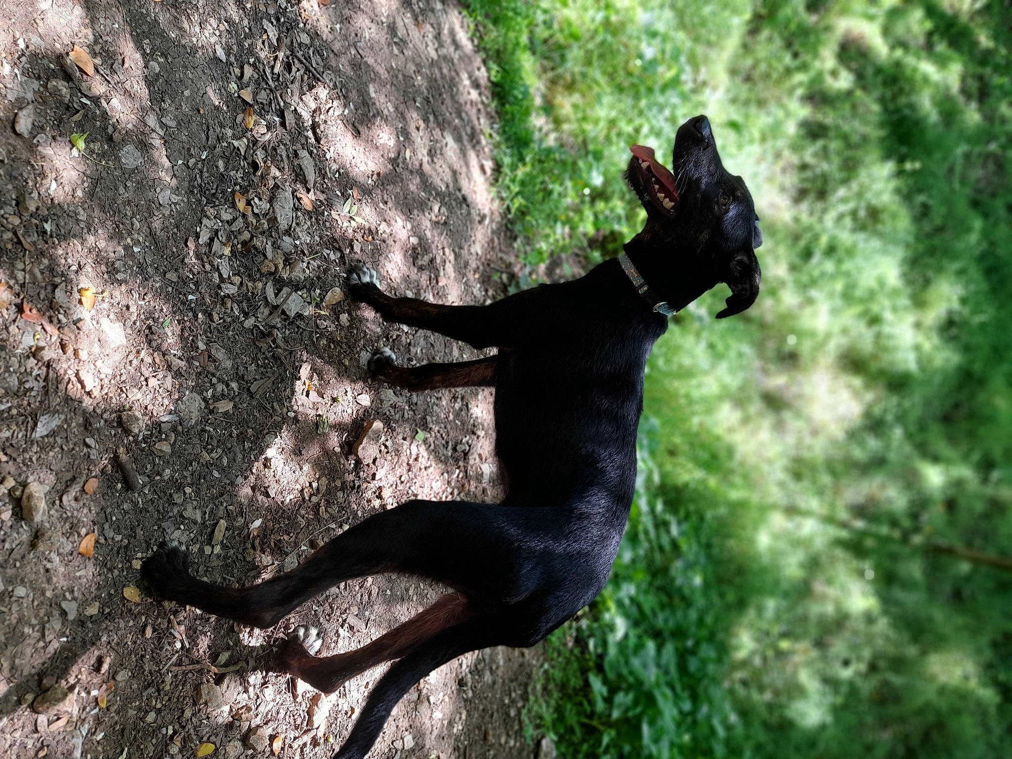 Iko participe au concours pour gagner de l'argent avec cette photo : adventure, canidae, carnivore, dog, dog_breed, fawn, grass, jumping, leash, leisure, plant, recreation, sporting_group, tail, tree, trunk, vertebrate, wildlife, wood, working_animal