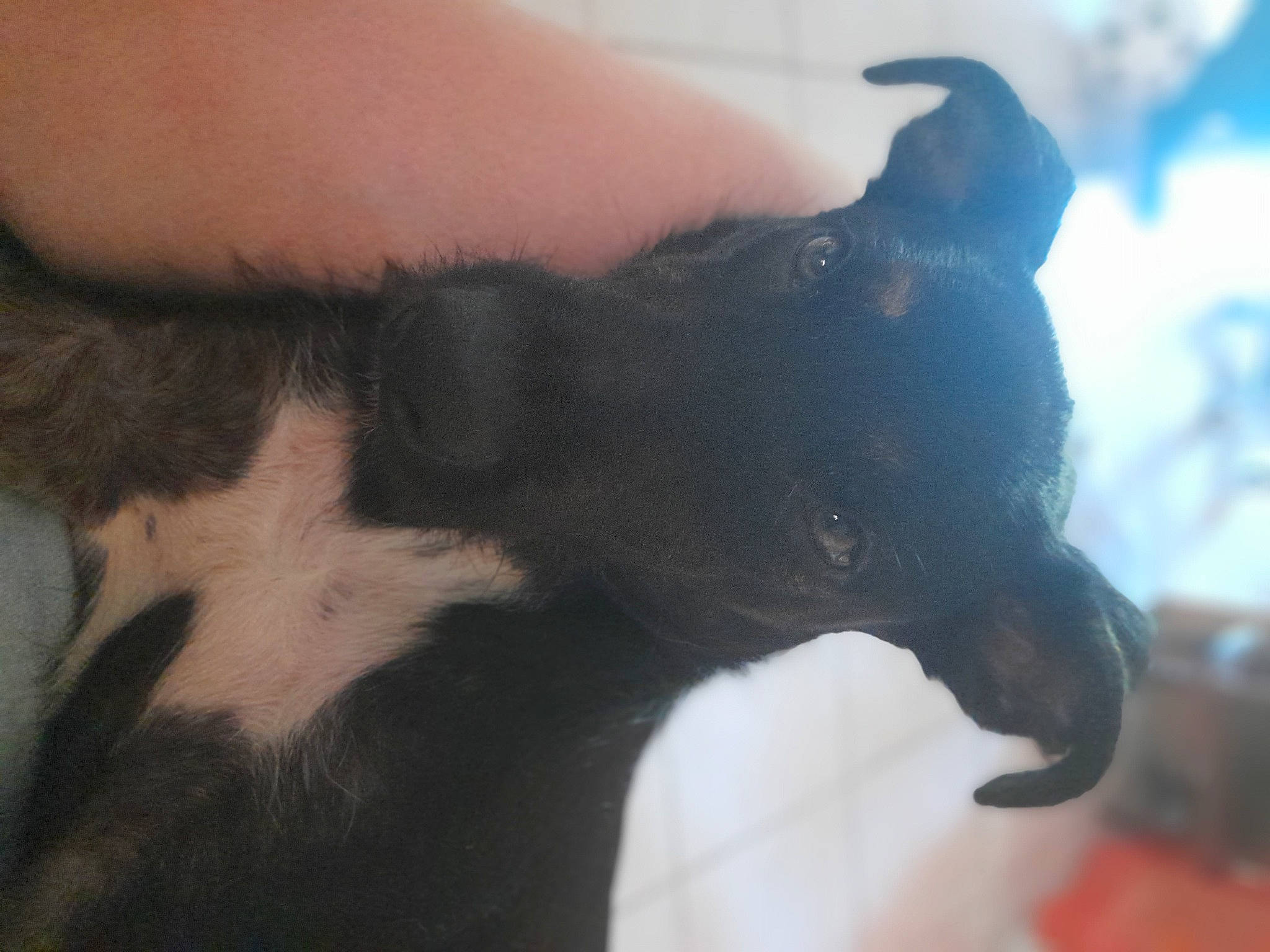 Iko a rejoint le concours — aidez-le/la à gagner de superbes lots ! canidae, carnivore, claw, companion_dog, dog, dog_breed, ear, foot, fur, gesture, human_leg, nail, non_sporting_group, sporting_group, tail, terrestrial_animal, whiskers, working_animal, working_dog, wrist