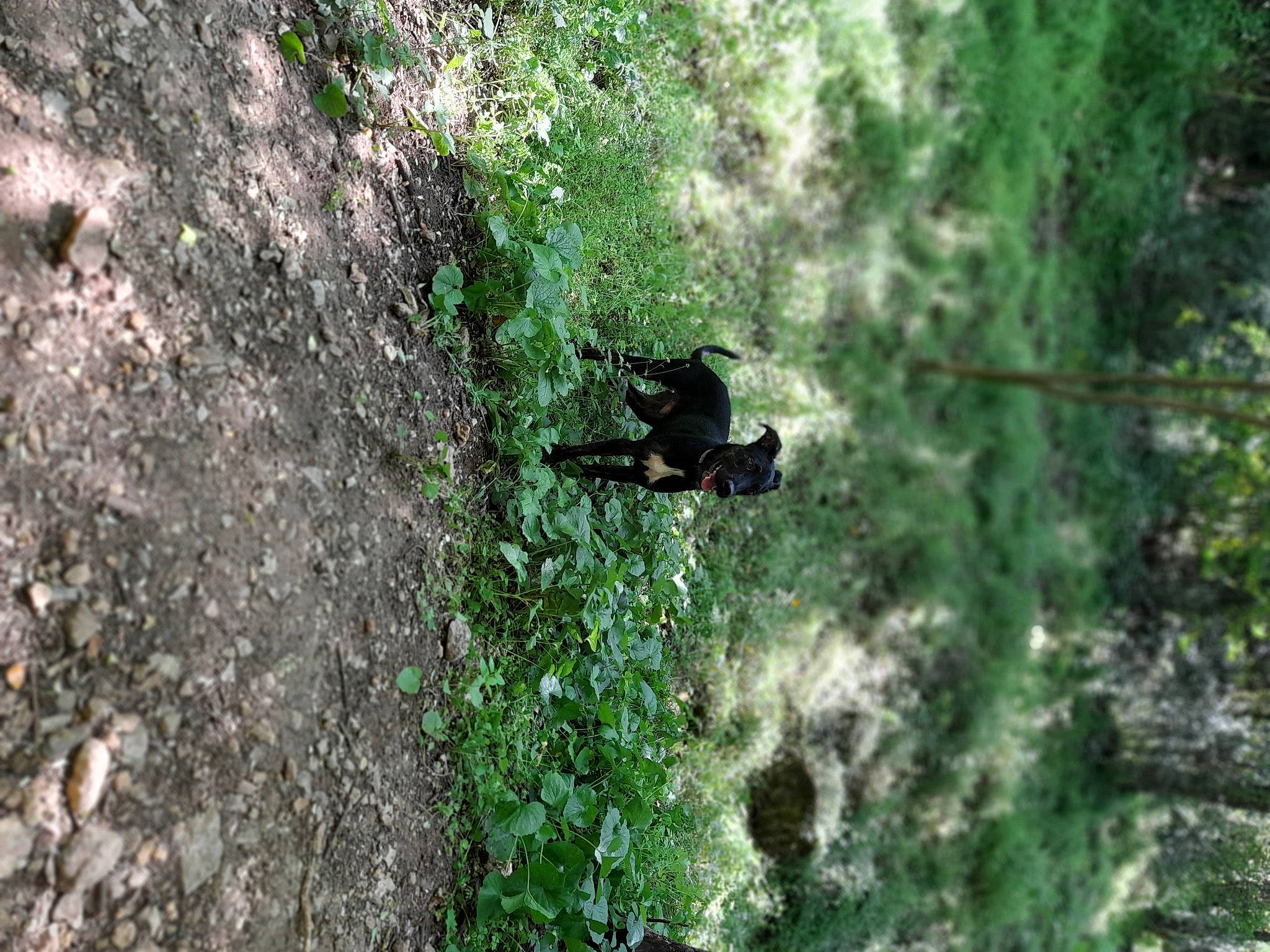 Iko participe au concours pour gagner de l'argent avec cette photo : bedrock, forest, formation, grass, jungle, landscape, natural_landscape, outcrop, plant, recreation, rock, shrub, soil, temperate_broadleaf_and_mixed_forest, terrestrial_plant, tree, trunk, wildlife, wood, woodland