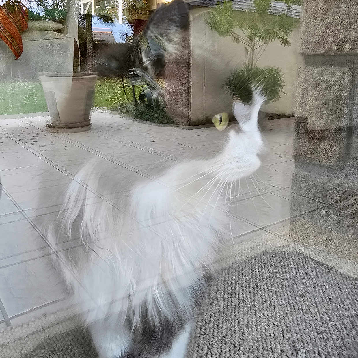 élixir a rejoint le concours — aidez-le/la à gagner de superbes lots ! abyssinian, angora, animal, architecture, building, cat, flagstone, homedecor, house, housing, kitten, manx, path, pet, plant, porch, road, slate, tree, walkway