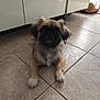 dog, puppy, floor, tile, indoor, pet, small_dog, fur, animal, paw, cute, looking, lying, kitchen, cabinet, bed, cozy, domestic, young, curious