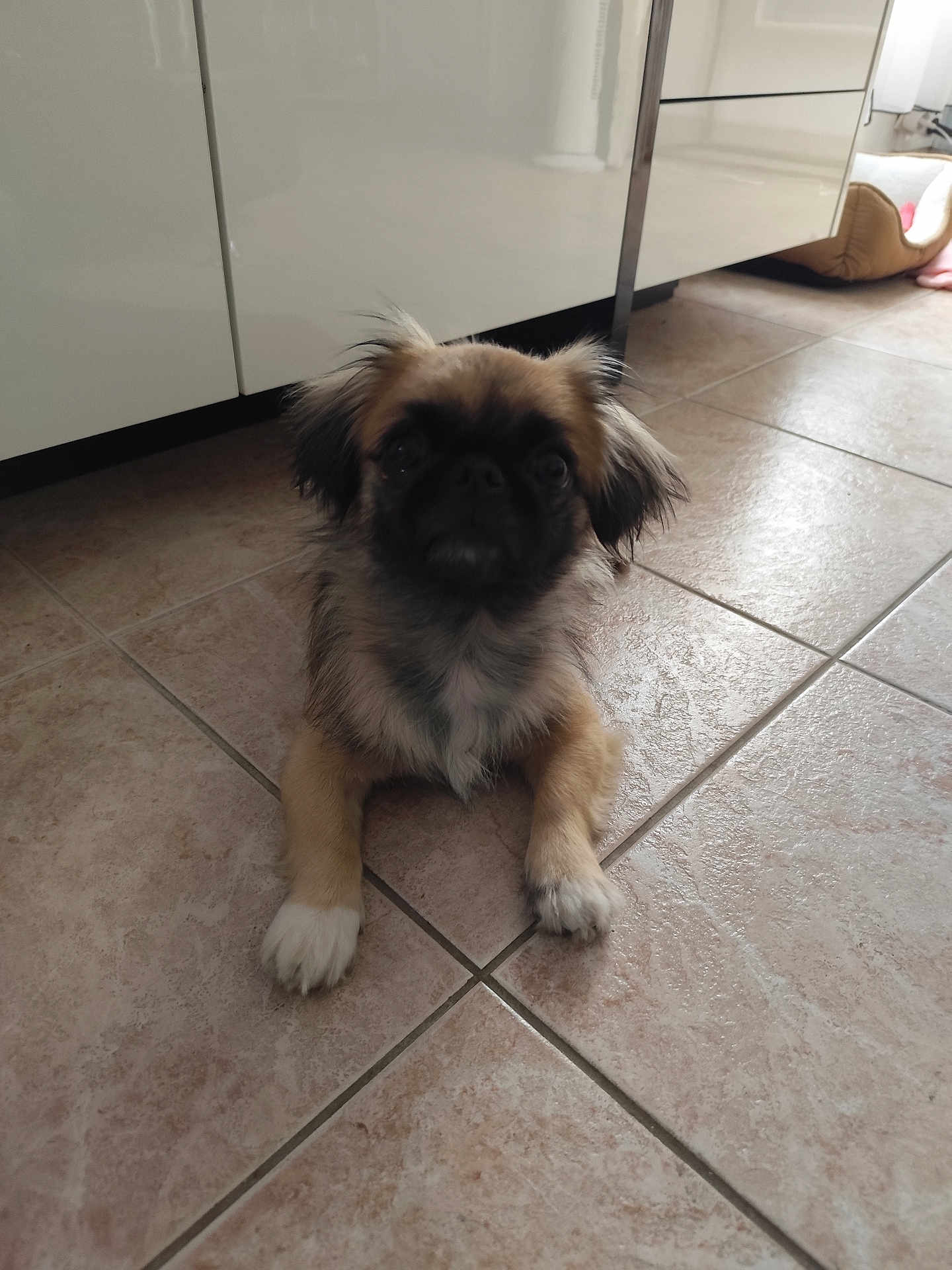 Faisca participe au concours pour gagner de l'argent avec cette photo : dog, puppy, floor, tile, indoor, pet, small_dog, fur, animal, paw, cute, looking, lying, kitchen, cabinet, bed, cozy, domestic, young, curious
