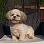 Izzy joined the competition — help win amazing prizes! animal, chair, cushion, cute, daylight, dog, fence, fluffy, garden, greenery, outdoor, pet, portrait, relaxing, sitting, small_dog, summer, sunlight, tongue_out, wooden_fence