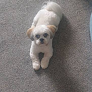 Izzy joined the competition — help win amazing prizes! animal, calm, carpet, companion, couch, cozy, cute, dog, ears, floor, furniture, home, indoor, looking_up, pet, relaxing, shadow, small_dog, tail, white_dog