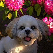 Izzy joined the competition — help win amazing prizes! dog, white_dog, pet, flower, pink_flower, garden, outdoor, sunlight, happy, cute, small_dog, nature, grass, animal, fur, portrait, closeup, summer, greenery, playful