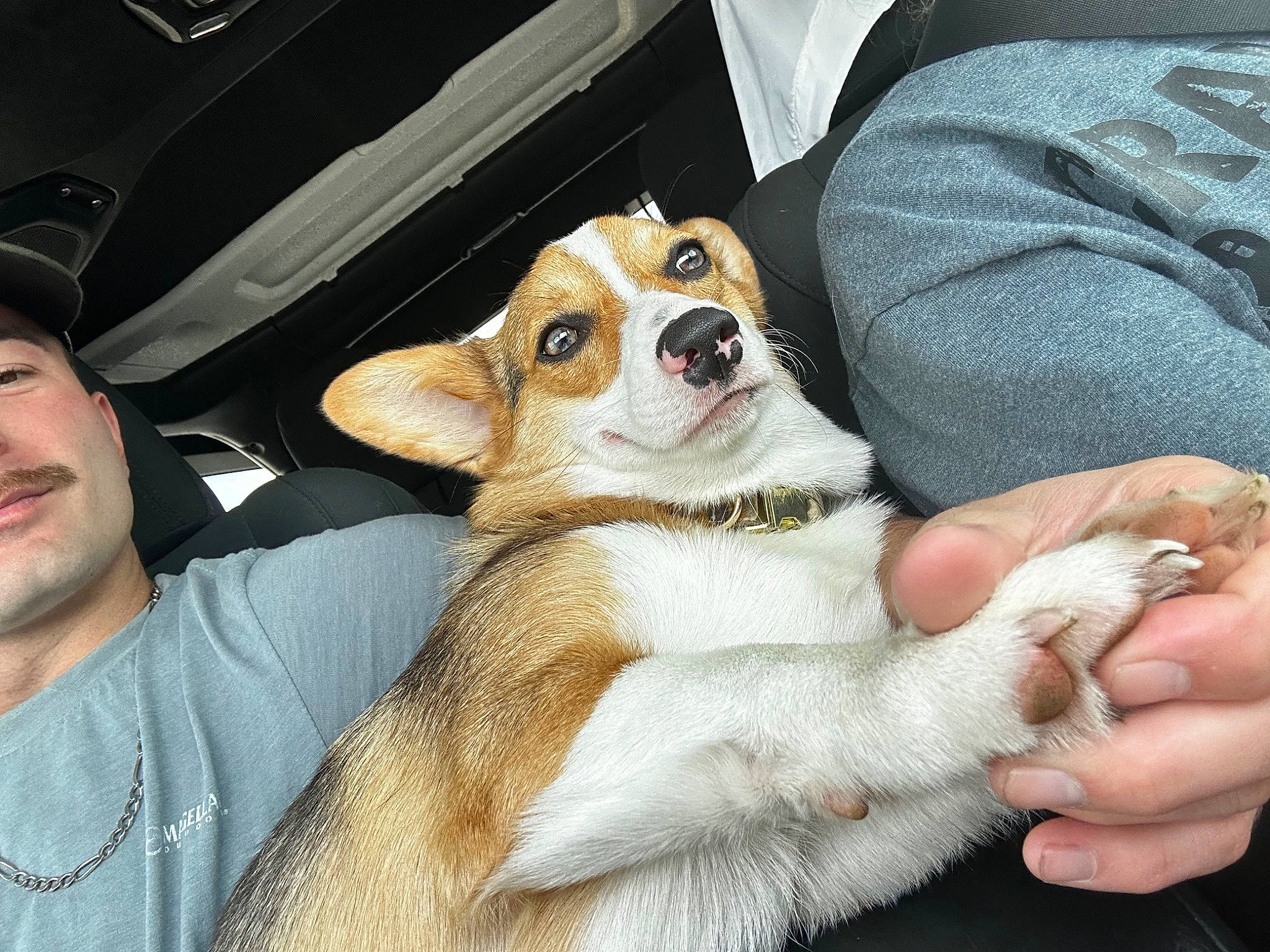 Winnie joined the competition — help win amazing prizes! auto_part, baseball_cap, beard, cap, carnivore, comfort, companion_dog, dog, dog_breed, eyewear, fawn, finger, fur, gesture, hand, mammal, nail, toy_dog, vertebrate, whiskers