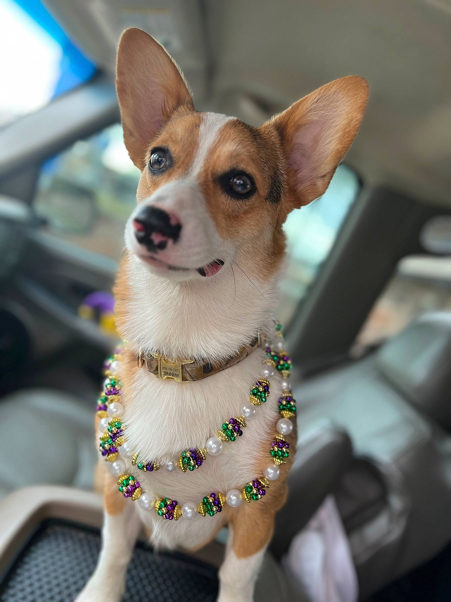 Winnie joined the competition — help win amazing prizes! ancient_dog_breeds, canidae, carnivore, collar, companion_dog, dog, dog_breed, dog_clothes, dog_collar, dog_supply, fawn, fur, leash, pet_supply, snout, sporting_group, terrestrial_animal, toy_dog, whiskers