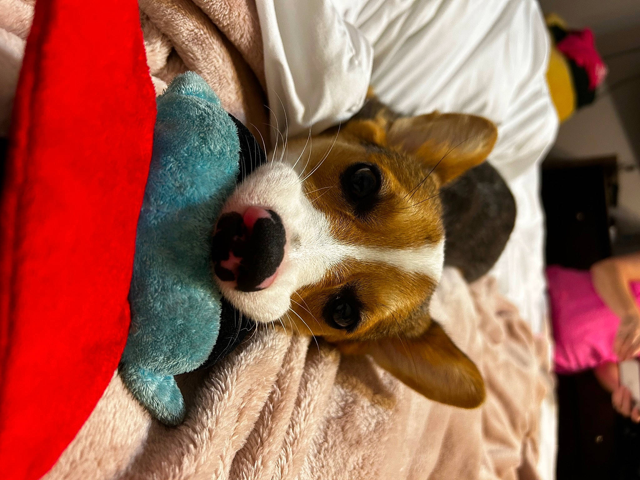 Winnie joined the competition — help win amazing prizes! canidae, carnivore, companion_dog, costume, dog_breed, dog_clothes, event, fawn, felidae, fun, fur, fur_clothing, plush, small_to_medium_sized_cats, snout, sporting_group, stuffed_toy, sunglasses, toy, whiskers