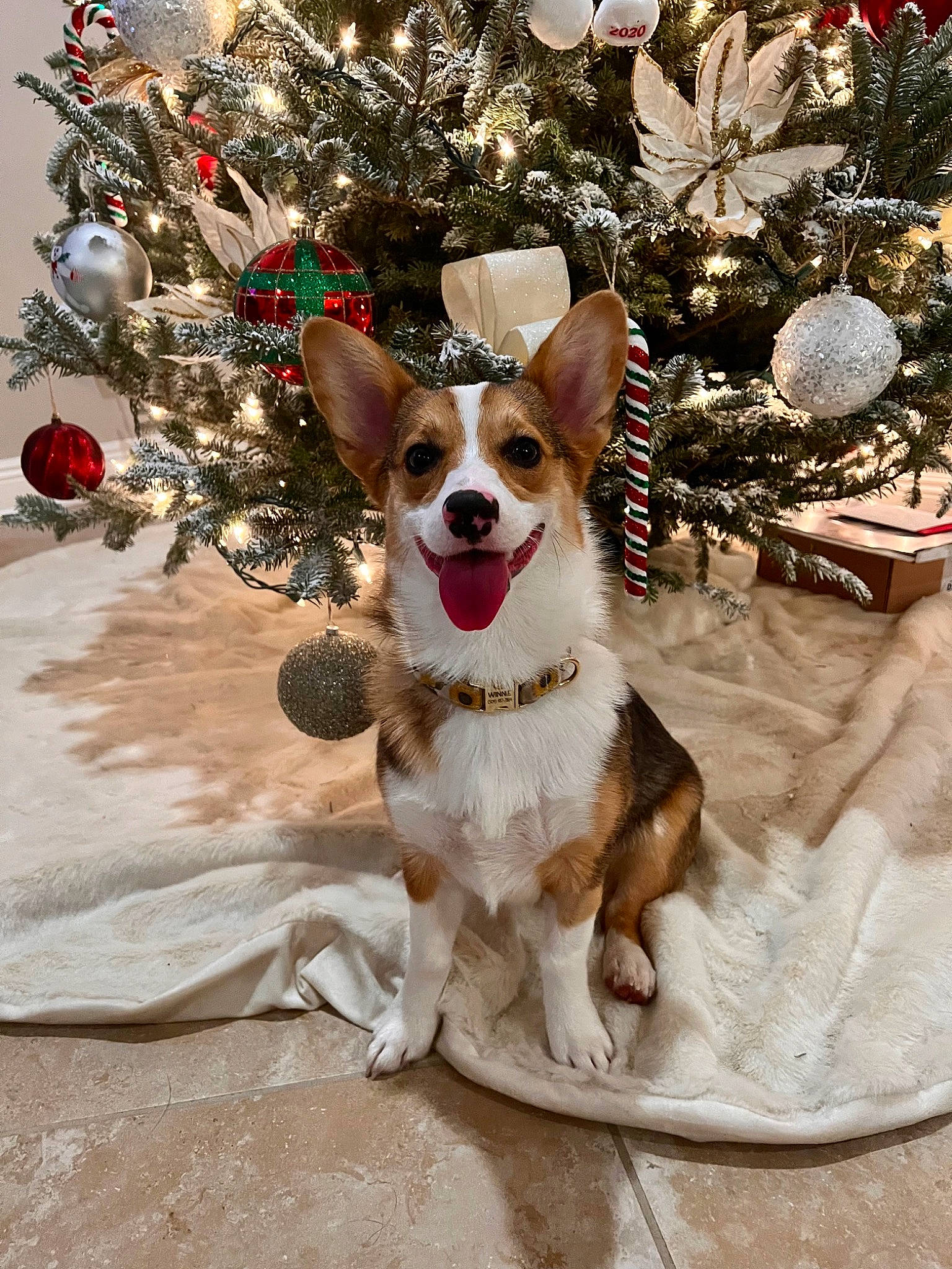Winnie is registered to the contest to win money with this photo: carnivore, christmas, christmas_decoration, christmas_ornament, christmas_tree, collar, companion_dog, conifer, dog, dog_breed, dog_collar, dog_supply, event, fawn, holiday_ornament, ornament, plant, snout, toy, twig