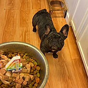 Beasty Ii is registered to the contest to win money with this photo: animal, birthday_candle, brown_floor, canine, celebration, curious, cute, dog, dog_bowl, dog_food, food_bowl, french_bulldog, household, indoor, kitchen, looking_up, pet, pet_feeder, waiting, wooden_floor