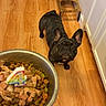 animal, birthday_candle, brown_floor, canine, celebration, curious, cute, dog, dog_bowl, dog_food, food_bowl, french_bulldog, household, indoor, kitchen, looking_up, pet, pet_feeder, waiting, wooden_floor