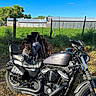 Beasty Ii is registered to the contest to win money with this photo: animal, black, blue_sky, dog, fence, french_bulldog, grass, handlebars, harley_davidson, metal, motorcycle, nature, outdoor, pet, rural, seat, shirt, sunny, tire, vehicle