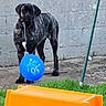 dog, brindle, ball, play, outdoor, grass, concrete_wall, pet, animal, mouth, toy, green, orange_object, yard, standing, young_dog, background, daylight, playful, canine