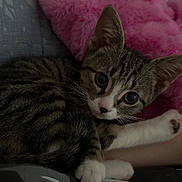 Junie joined the competition — help win amazing prizes! cat, kitten, tabby, animal, pet, lying_down, curled_up, wide_eyes, whiskers, paws, striped_fur, white_paws, pink_nose, indoor, bed, blanket, pink_blanket, cozy, cute, portrait