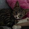 cat, kitten, tabby, animal, pet, lying_down, curled_up, wide_eyes, whiskers, paws, striped_fur, white_paws, pink_nose, indoor, bed, blanket, pink_blanket, cozy, cute, portrait
