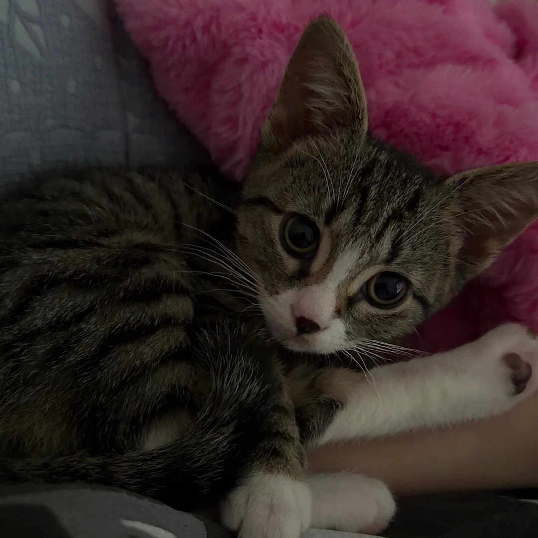 Junie joined the competition — help win amazing prizes! cat, kitten, tabby, animal, pet, lying_down, curled_up, wide_eyes, whiskers, paws, striped_fur, white_paws, pink_nose, indoor, bed, blanket, pink_blanket, cozy, cute, portrait
