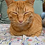animal, bed, cat, close_up, cozy, cute, domestic_cat, ears, feline, floral_bedspread, ginger_cat, indoor, nose, peaceful, pet, relaxed, resting, sleeping, soft_fur, whiskers
