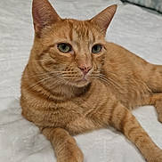 Apollo is registered to the contest to win money with this photo: animal, bed, blanket, cat, closeup, comfort, cozy, ears, eyes, feline, fur, ginger_cat, indoor, lying_down, pet, relaxed, resting, soft, tabby, whiskers