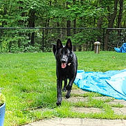 Raven is registered to the contest to win money with this photo: backyard, bicycle, black_dog, blue_tarp, collar, dog, fence, flower_pot, grass, greenery, outdoor, pet, pet_tag, pool_cover, potted_plant, stone_path, tarp, tongue_out, trees, walkway