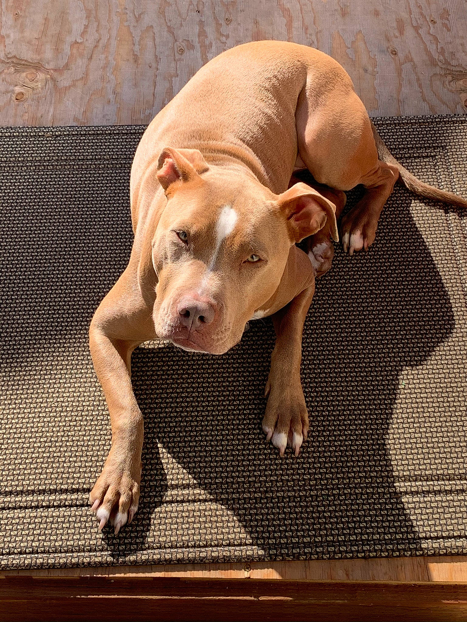 Nala is registered to the contest to win money with this photo: canidae, carnivore, comfort, companion_dog, dog, dog_breed, dog_supply, fawn, floor, flooring, foot, liver, non_sporting_group, pet_supply, rectangle, snout, sporting_group, terrestrial_animal, wood, working_animal