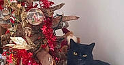 Chanel a rejoint le concours — aidez-le/la à gagner de superbes lots ! black_cat, cat, christmas_tree, wooden_tree, holiday_decorations, red_garland, golden_leaves, ornaments, candy_cane, santa_figurine, table, white_cloth, indoor, decor, festive, holiday, animal, pet, wood, floor