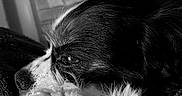 Mr Larry a rejoint le concours — aidez-le/la à gagner de superbes lots ! dog, black_and_white, close_up, resting, fur, indoor, cozy, calm, pet, animal, portrait, sleepy, texture, soft, blurred_background, muzzle, whiskers, companion, domestic, cute