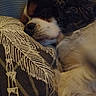dog, sleeping, close_up, fur, pillow, resting, cozy, indoor, black, white, brown, curly_fur, cute, pet, animal, relaxation, comfort, nose, whiskers, snout