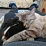 Pin'Up a rejoint le concours — aidez-le/la à gagner de superbes lots ! cat, dog, sleeping, lap, cozy, indoor, pet, friendship, resting, furry, animal, cute, comfort, blanket, clothing, floor, furniture, relaxation, companionship, paws