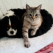 Pin'Up participe au concours pour gagner de l'argent avec cette photo : cat, dog, pet_bed, tabby_cat, black_and_white_dog, quilt, indoor, furry, paw, relaxed, animal, companion, cute, resting, cozy, bed, fur, looking_at_camera, domestic_animal, cuddling