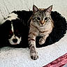 cat, dog, pet_bed, tabby_cat, black_and_white_dog, quilt, indoor, furry, paw, relaxed, animal, companion, cute, resting, cozy, bed, fur, looking_at_camera, domestic_animal, cuddling