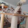 cat, scratching_post, pet_toy, hammock_bed, indoor, furniture, sunset_painting, paw, furry, playful, kitten, home, relaxing, wooden, rope, cozy, animal, gray_cat, blue_eyes, living_room