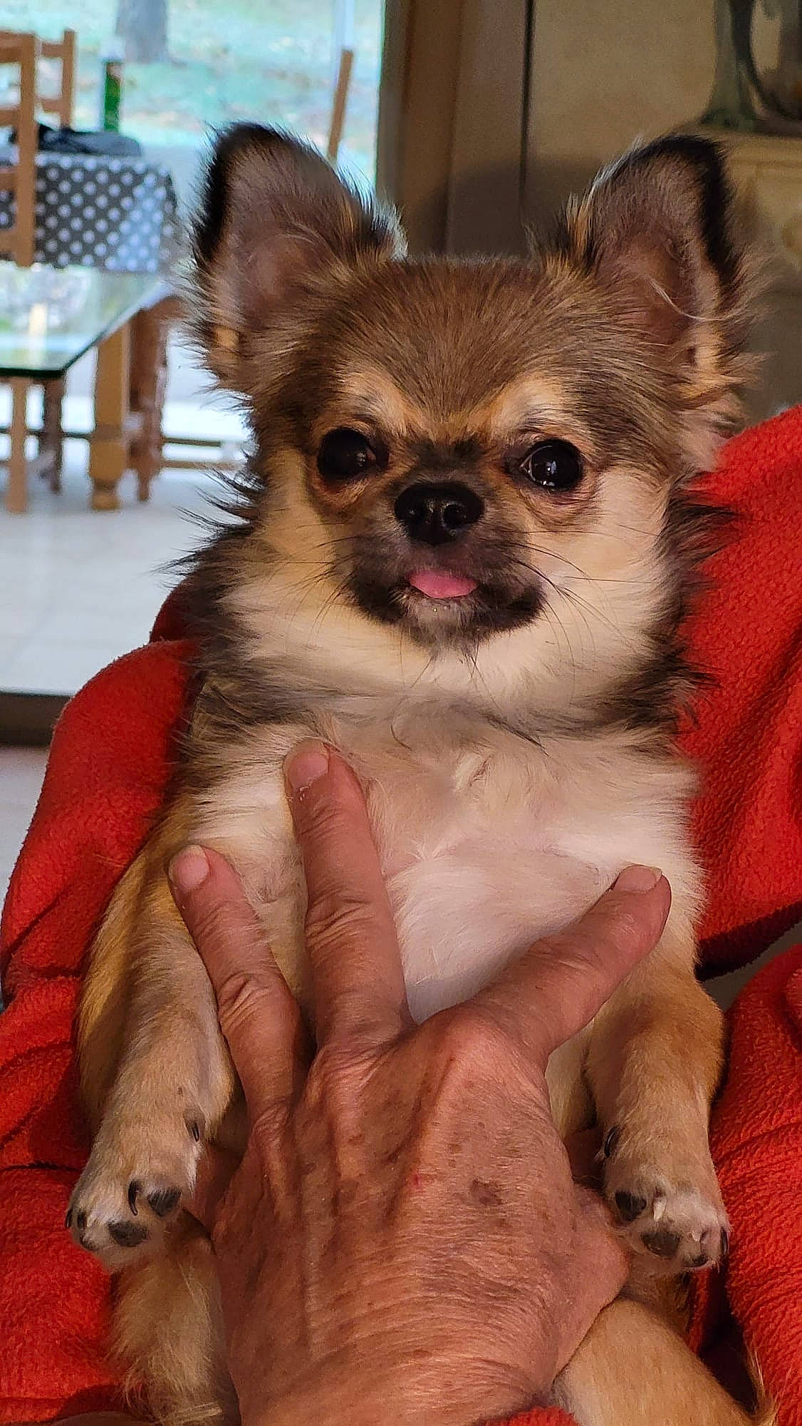 Gysmo a rejoint le concours — aidez-le/la à gagner de superbes lots ! canidae, carnivore, chihuahua, companion_dog, corgi_chihuahua, dog, dog_breed, dog_supply, fawn, fur, non_sporting_group, outdoor_furniture, pet_supply, snout, terrestrial_animal, toy_dog, whiskers, working_animal