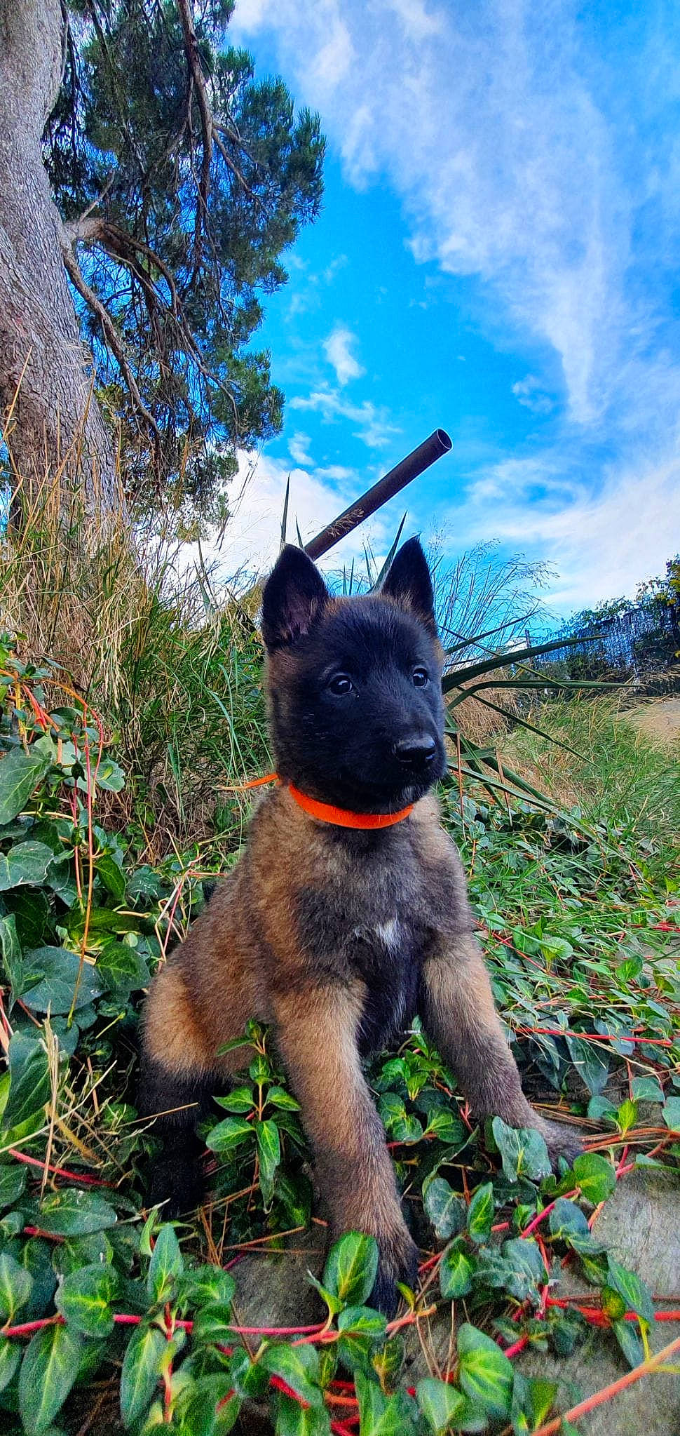 Xéna participe au concours pour gagner de l'argent avec cette photo : blue, canidae, carnivore, cloud, dog, dog_breed, fawn, fur, grass, plant, sky, snout, sporting_group, tail, terrestrial_animal, tree, trunk, wildlife, wood, working_animal