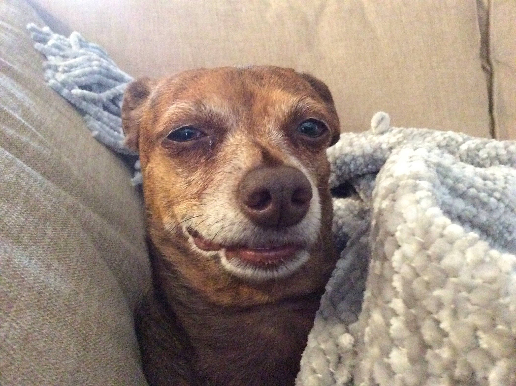 Lucy is registered to the contest to win money with this photo: canidae, carnivore, companion_dog, dog, dog_breed, feist, italian_greyhound, lurcher, mammal, mountain_cur, nose, potcake_dog, snout, sporting_group, street_dog, vertebrate, whiskers