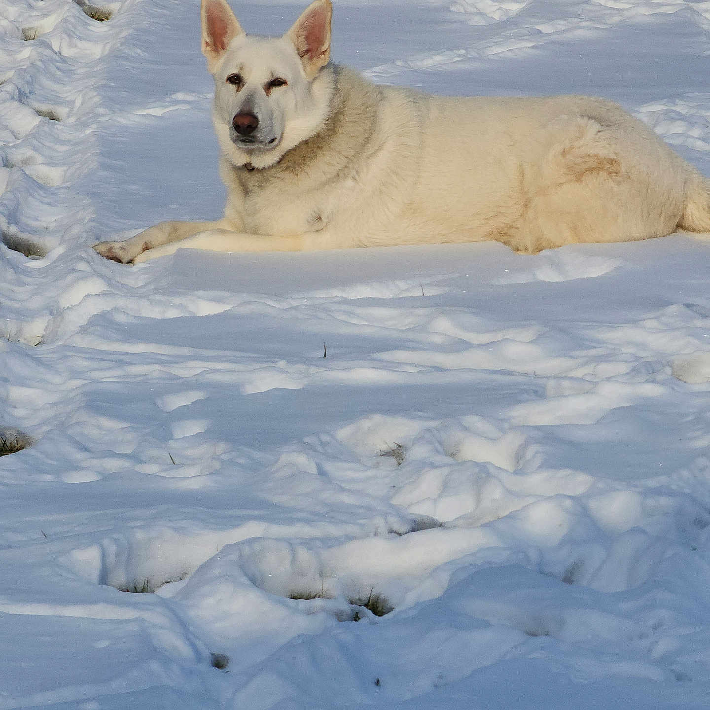 Sakaai joined the competition — help win amazing prizes! animal, canine, coyote, dog, eskimodog, fox, germanshepherd, husky, ice, land, nature, outdoors, pet, puppy, redwolf, snow, tundra, whitedog, winter, wolf