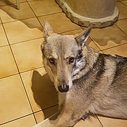 Nicki a rejoint le concours — aidez-le/la à gagner de superbes lots ! dog, animal, indoor, floor, tile, shadow, stone, column, chair, pet, canine, fur, looking, resting, brown, gray, ears, snout, domestic, companion