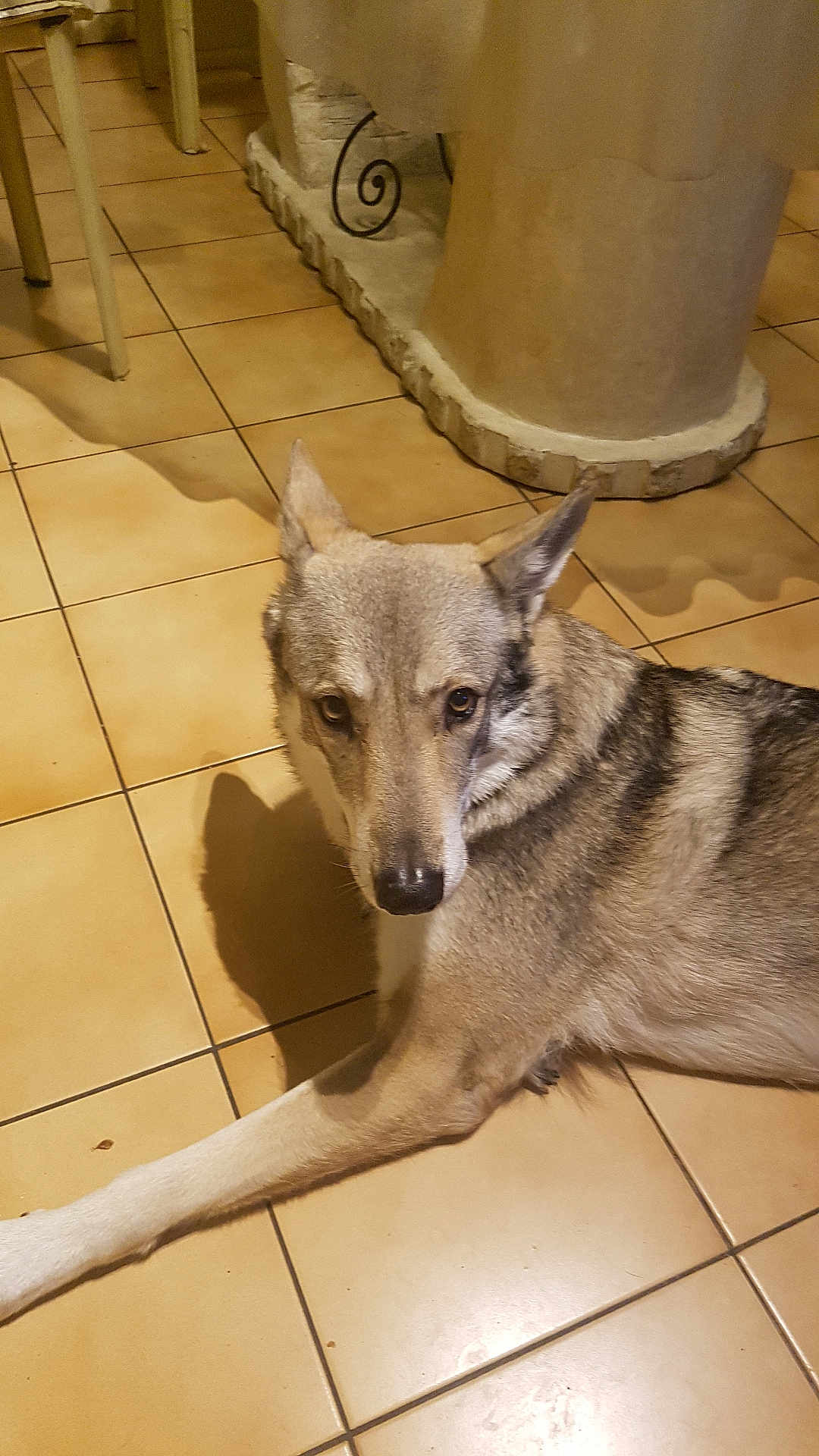 Nicki a rejoint le concours — aidez-le/la à gagner de superbes lots ! dog, animal, indoor, floor, tile, shadow, stone, column, chair, pet, canine, fur, looking, resting, brown, gray, ears, snout, domestic, companion