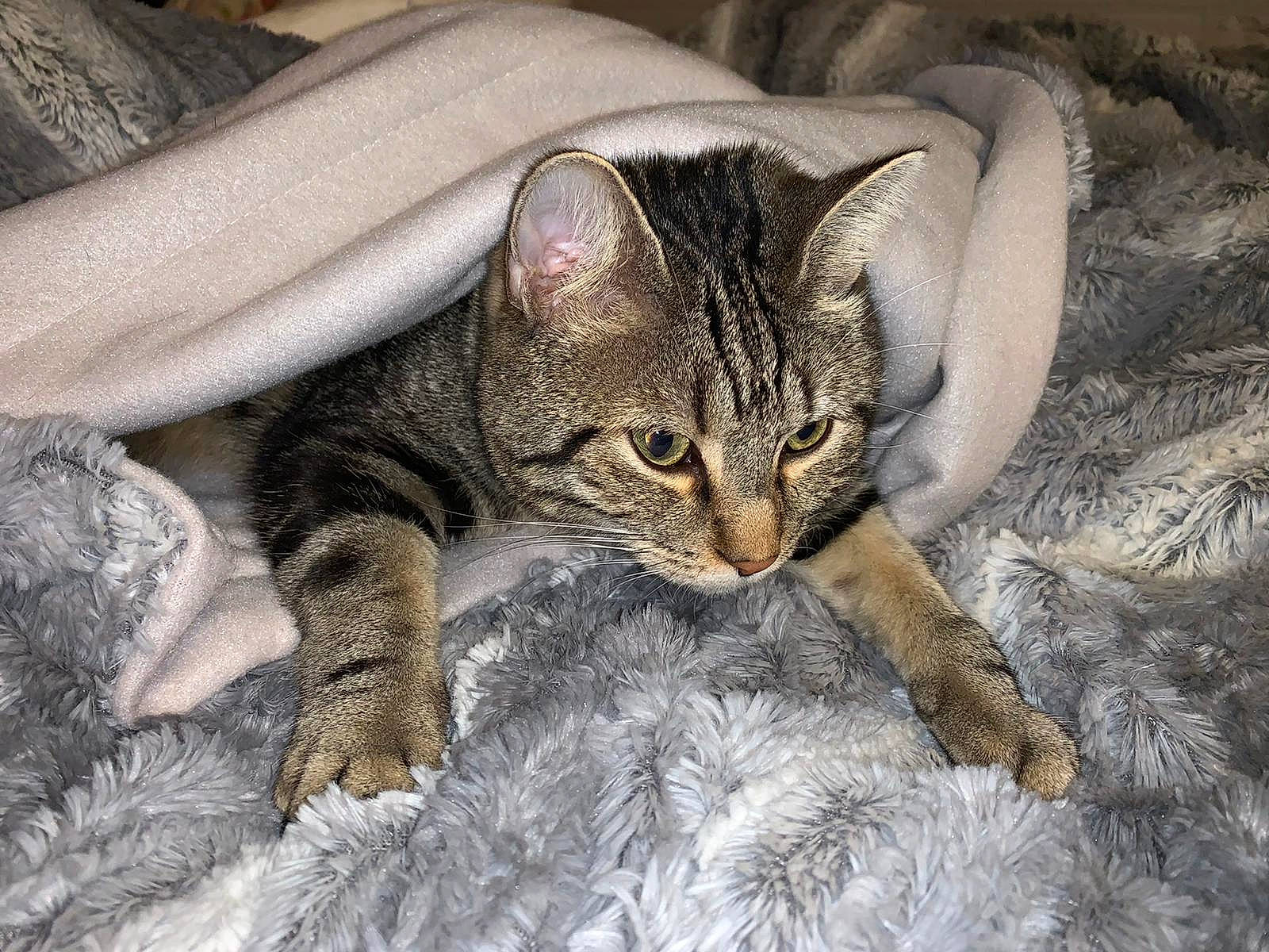 Bob a rejoint le concours — aidez-le/la à gagner de superbes lots ! carnivore, cat, claw, comfort, domestic_short_haired_cat, felidae, fur, linens, natural_material, small_to_medium_sized_cats, snout, tabby_cat, terrestrial_animal, vertebrate, whiskers