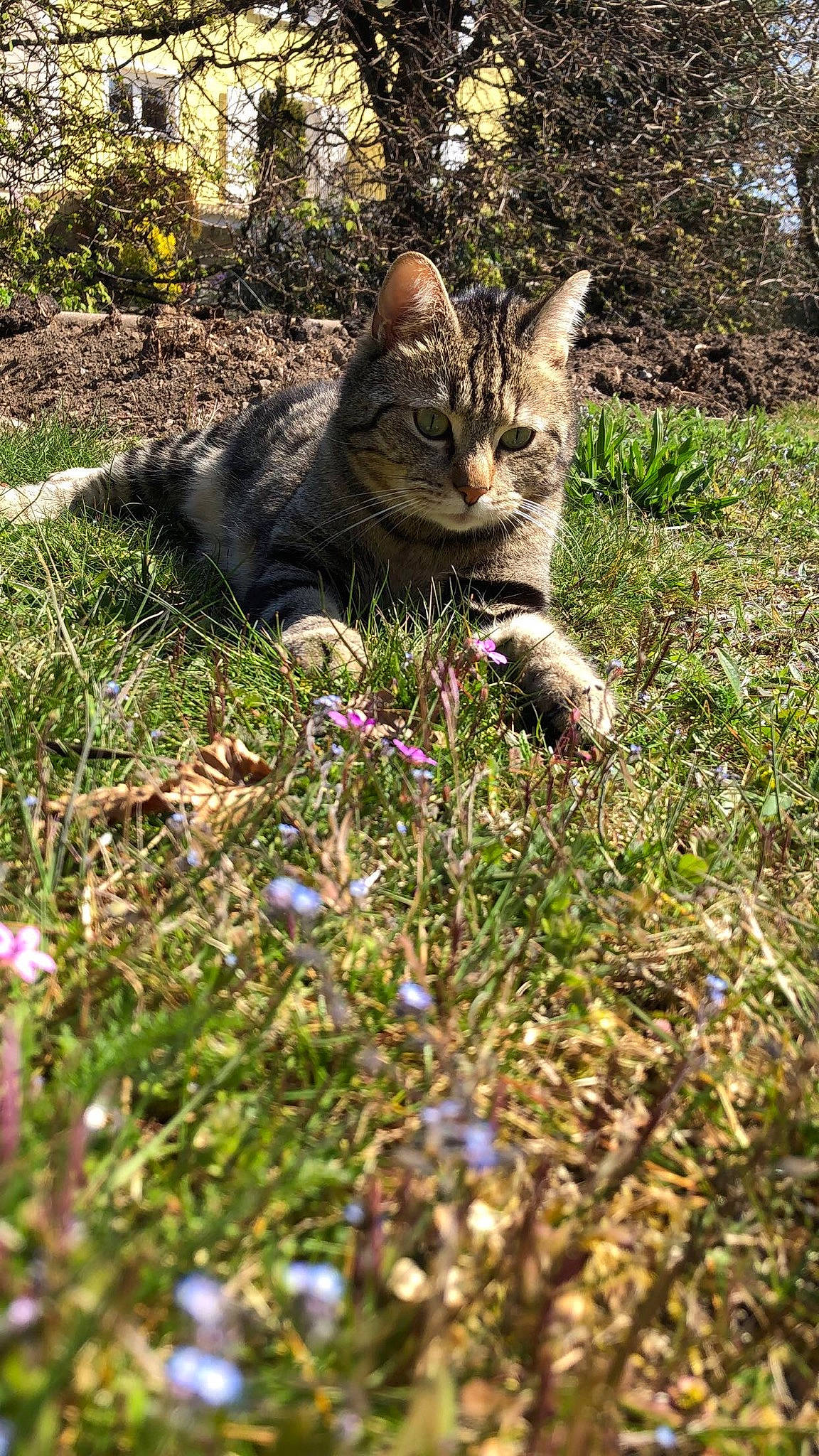 Bob a rejoint le concours — aidez-le/la à gagner de superbes lots ! carnivore, cat, domestic_short_haired_cat, felidae, fur, grass, herbaceous_plant, small_to_medium_sized_cats, spring, tabby_cat, whiskers, wild_cat, wildflower