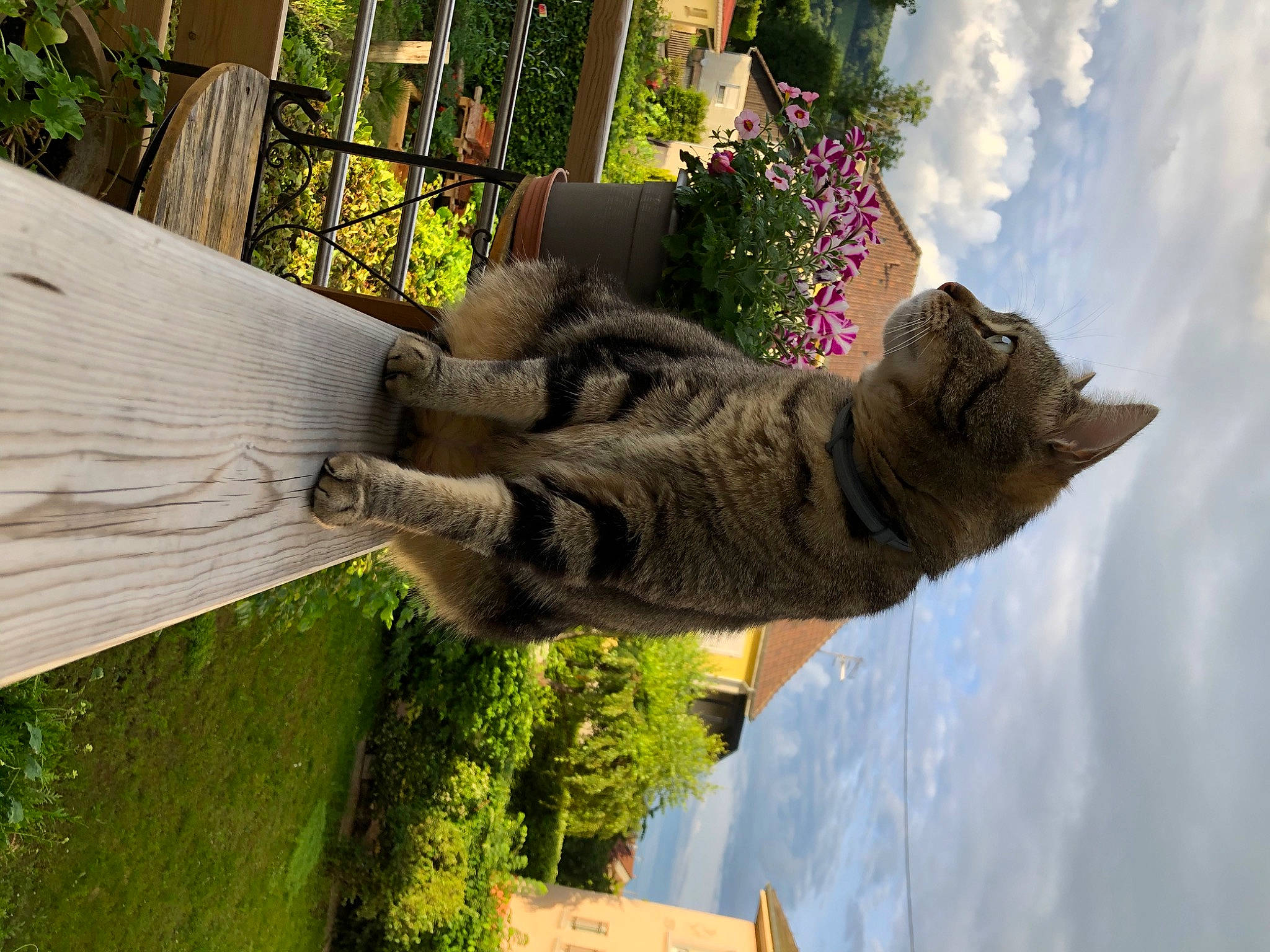 Bob a rejoint le concours — aidez-le/la à gagner de superbes lots ! carnivore, collar, fur, garden, landscaping, pack_animal, snout, vertebrate