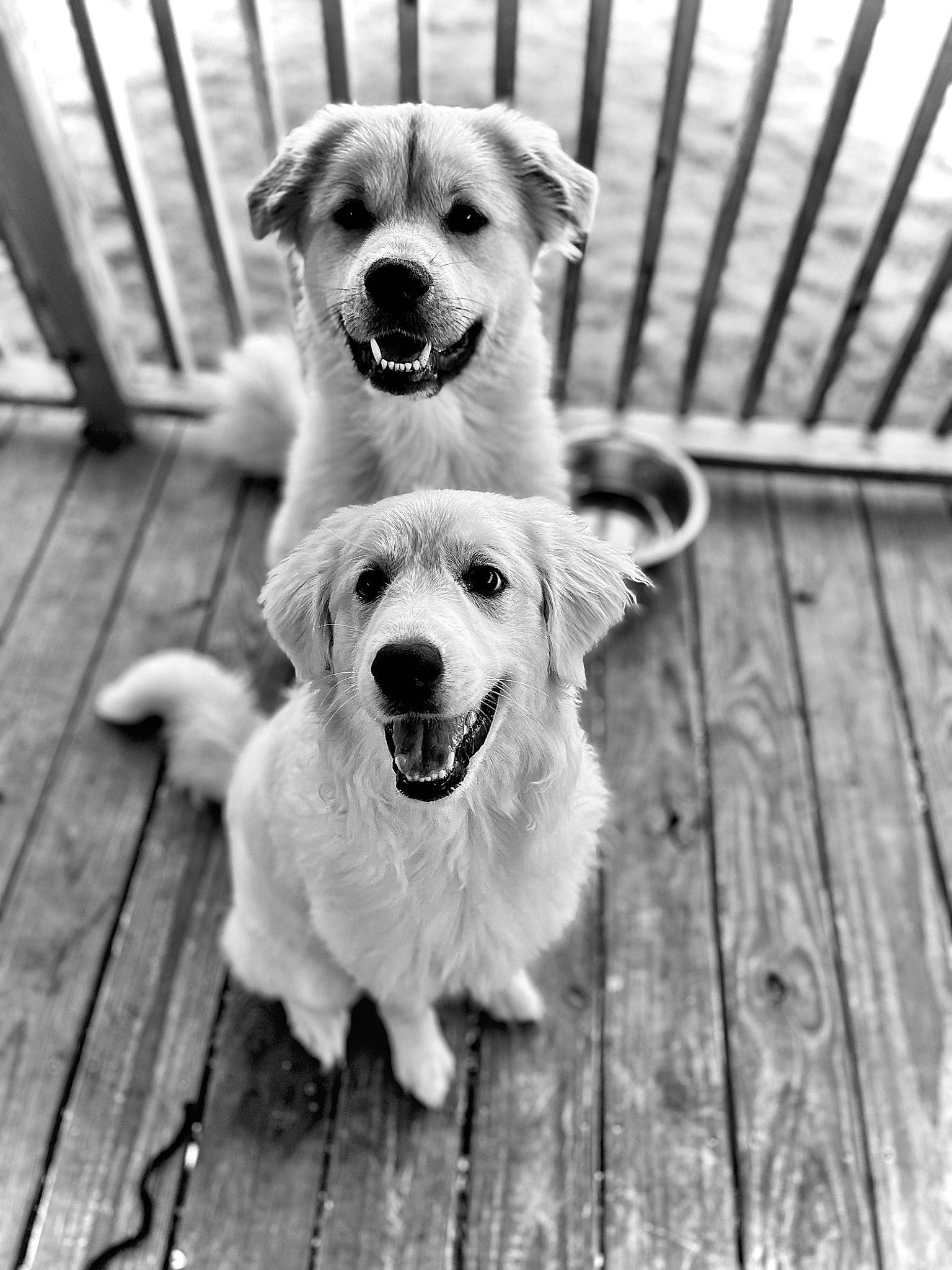Winchester Maggie joined the competition — help win amazing prizes! black, black_and_white, carnivore, companion_dog, dog, dog_breed, fawn, fence, flooring, happy, monochrome, monochrome_photography, pet_supply, plank, snout, style, water, whiskers, white, wood